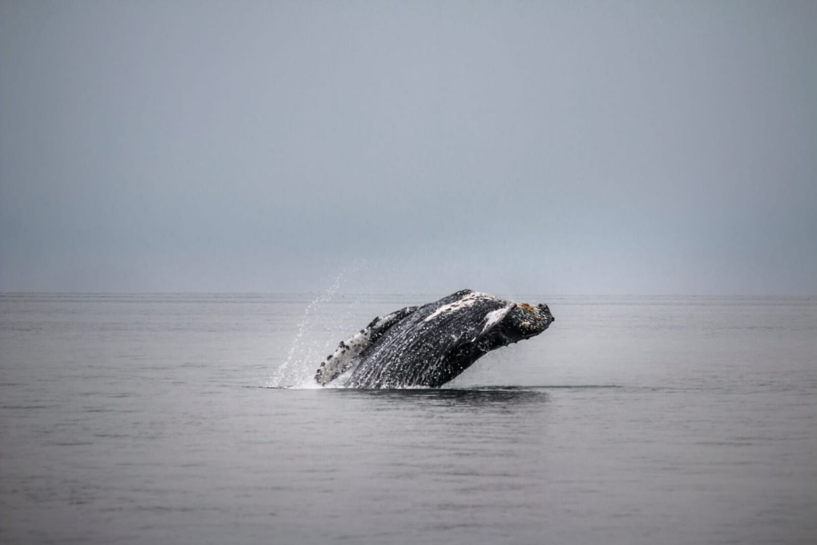 Steve halama unsplash