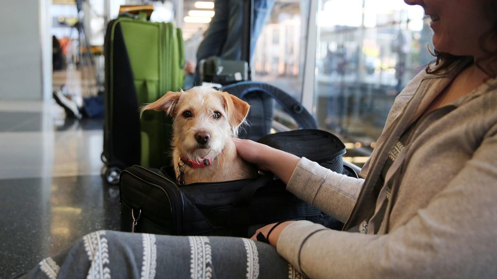 Ct biz united pet travel restrictions