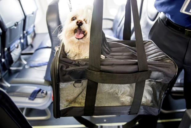 Flying with pets 01
